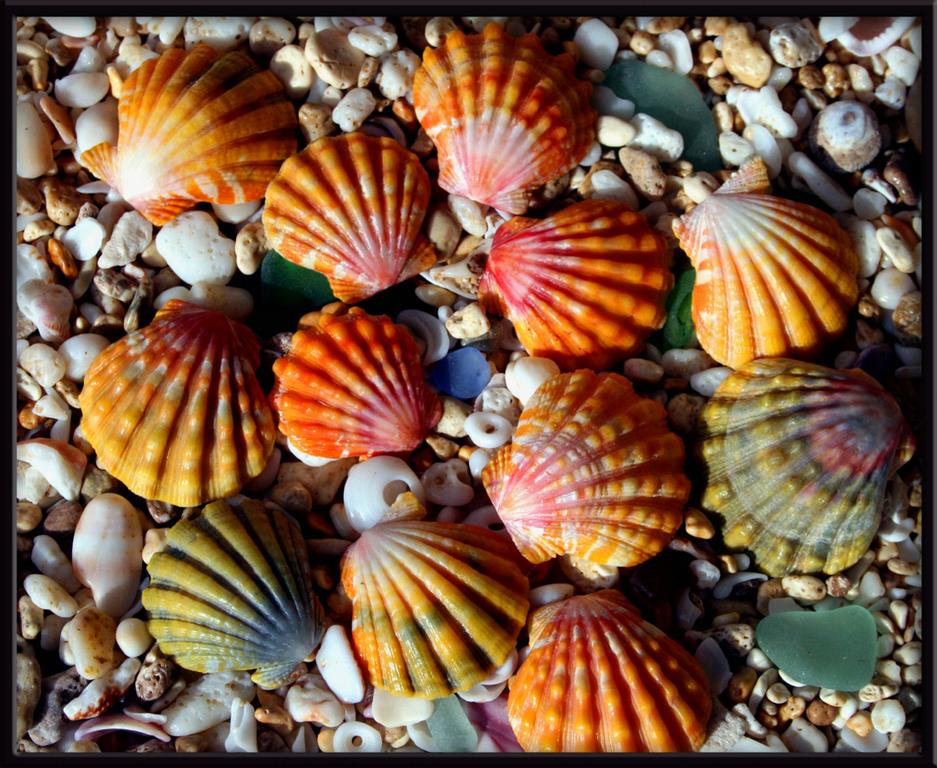 Sunrise shells